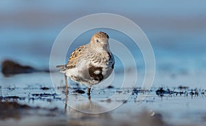 Dunlin - Calidris alpina - adult bird at a seashore