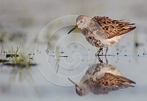 Dunlin - Calidris alpina - adult bird at a wetland