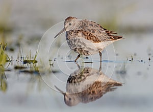 Dunlin - Calidris alpina - adult bird at a wetland