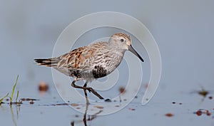 Dunlin - Calidris alpina - adult bird at a wetland