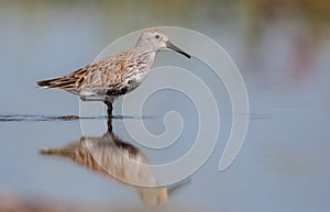 Dunlin - Calidris alpina - adult bird at a wetland