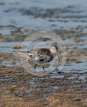 The dunlin (Calidris alpina) catching worms in the water