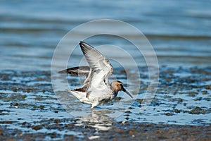 The dunlin (Calidris alpina) catching worms in the water