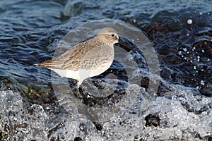 Dunlin (Calidris alpina) photo