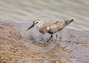 Dunlin - Calidris alpina feeding on a Worcestershire Wetland.