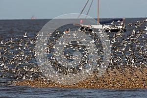 Dunlin, Calidris alpina photo