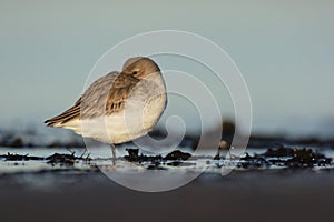 Dunlin, Calidris alpina