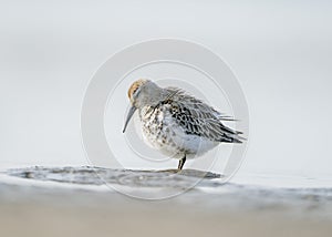 Dunlin (Calidris alpina) is a small wader of the Scolopacidae family. photo