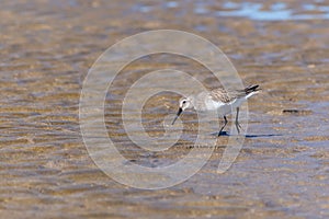 Dunlin Calidris alpina standing in the shallow water searching for food