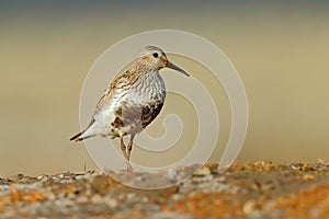 Dunlin, Calidris alpina, water bird in the nature habitat, Svalbard, Norway