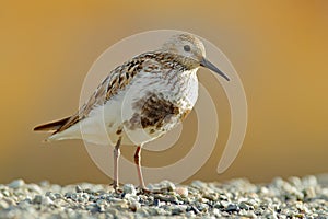 Dunlin, Calidris alpina, water bird in the nature habitat in Svalbard, Norway. Dunlin siting on the stone, Arctic summer wildlife