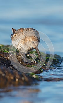 Dunlin - Calidris alpina - young bird at a seashore