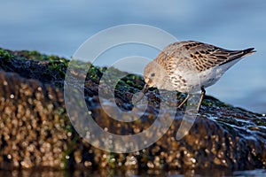 Dunlin - Calidris alpina - young bird at a seashore