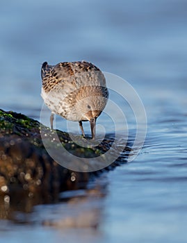 Dunlin - Calidris alpina - young bird at a seashore