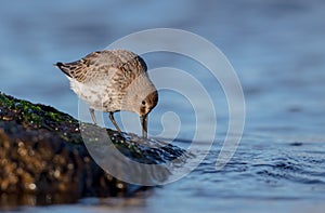 Dunlin - Calidris alpina - young bird at a seashore