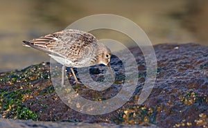 Dunlin - Calidris alpina - young bird at a seashore