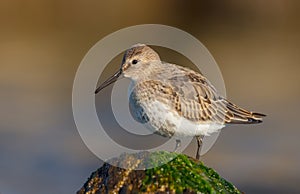 Dunlin - Calidris alpina - young bird at a seashore