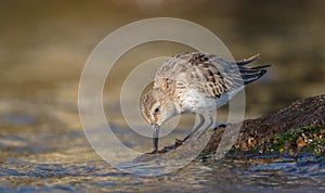 Dunlin - Calidris alpina - young bird at a seashore