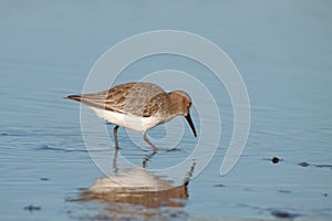 Dunlin on Cavado Estuary.