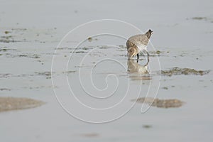 Dunlin feeding in mud during low tide