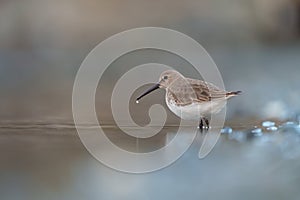 Dunlin feeding at seaside beach