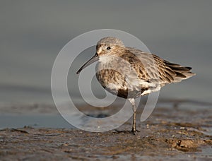 Dunlin at Ft. Desoto photo