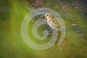 Dunlin, a juvenile sandpiper in water