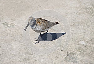 Calidris alpina Dunlin walking and talking