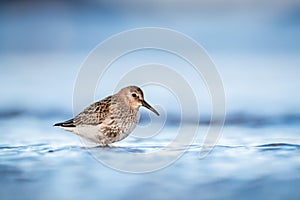 Dunlin resting during autumn migration