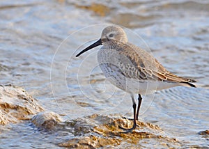 Dunlin on Rocky Shore photo