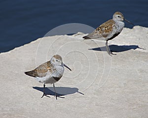 Calidris Alpina Dunlin Posing With Friend In Background