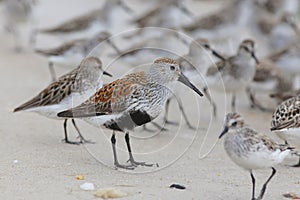 Dunlin with Sandpipers in teh background