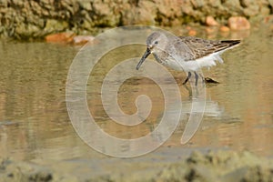 Dunlin in shallow muddy water