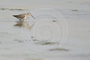 Dunlin in shallow water in Arabia