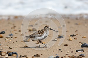 Dunlin shore bird walking on the beach. Coastal seaside bird lif