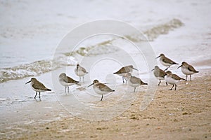 Dunlin Shorebirds on the beach