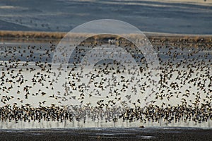 Dunlin Shorebirds Flock in Flight