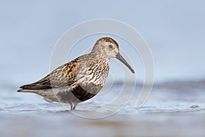 Dunlin in summer plumage during migration