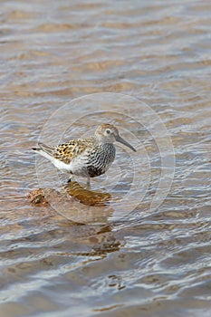 Dunlin wading in water