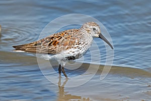 Dunlin photo