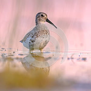 Dunlin in Wetland against bright background