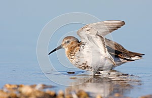 Dunlin with winter plumage photo