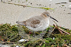 Dunlin in Winter Plumage on a Beach