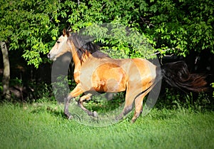 Dunn Horse galloping on hill