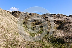 Dunnet Bay - grassy dunes - I - Caithness- Scotland