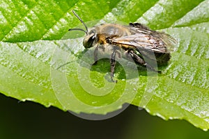 Neighborly Mining Bee - Andrena vicina photo