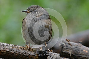 Dunnock