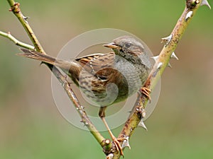 Dunnock