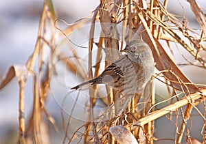 Dunnock