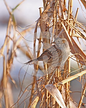 Dunnock